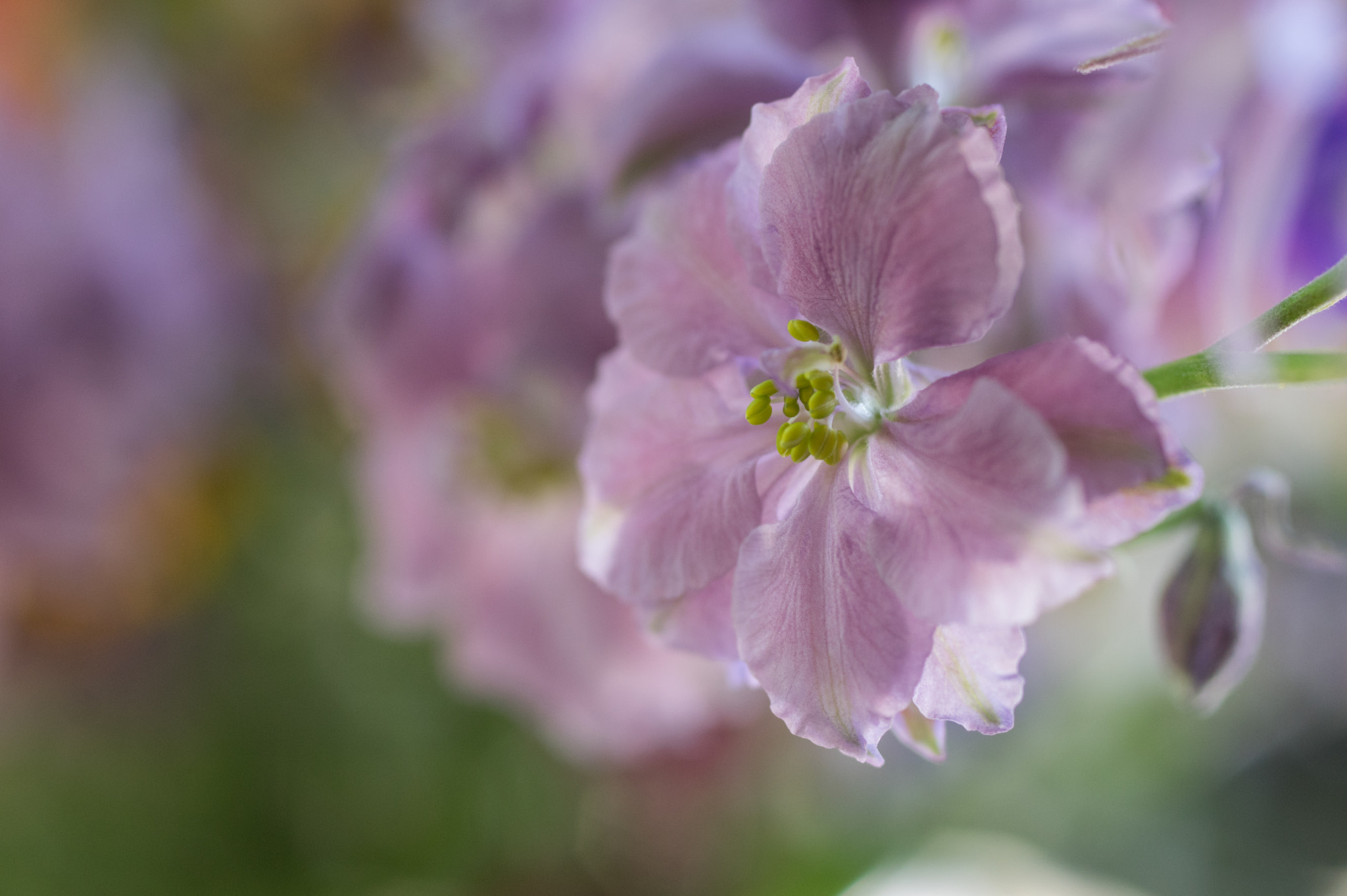 Pentax K-3 sample photo. Earl grey larkspur photography