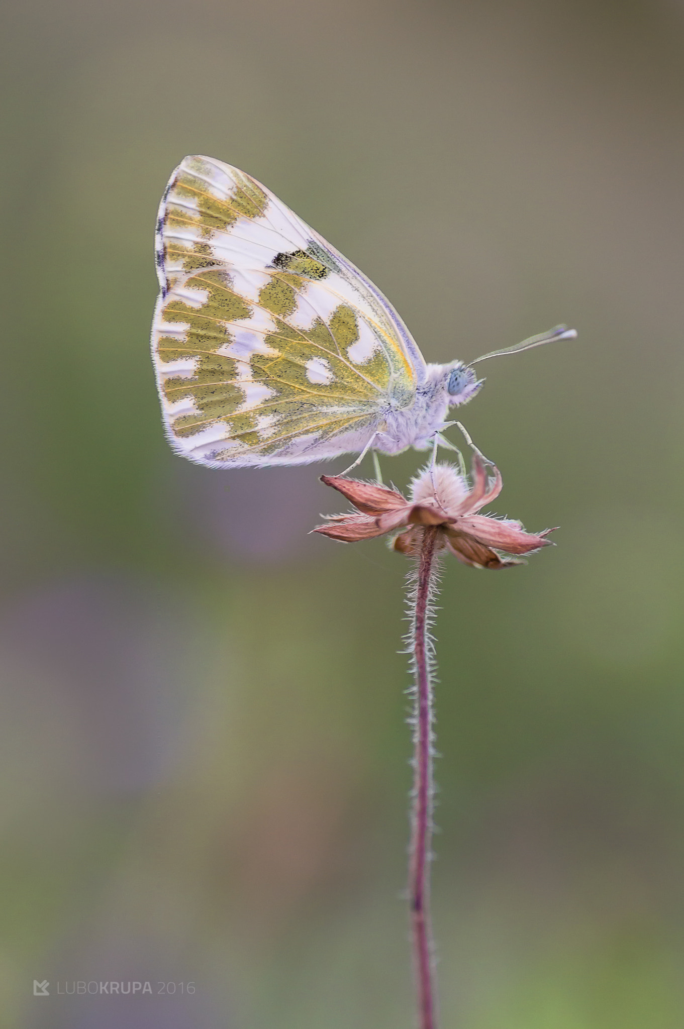 Pentax K-r + Tamron SP AF 90mm F2.8 Di Macro sample photo. Pontia edusa photography