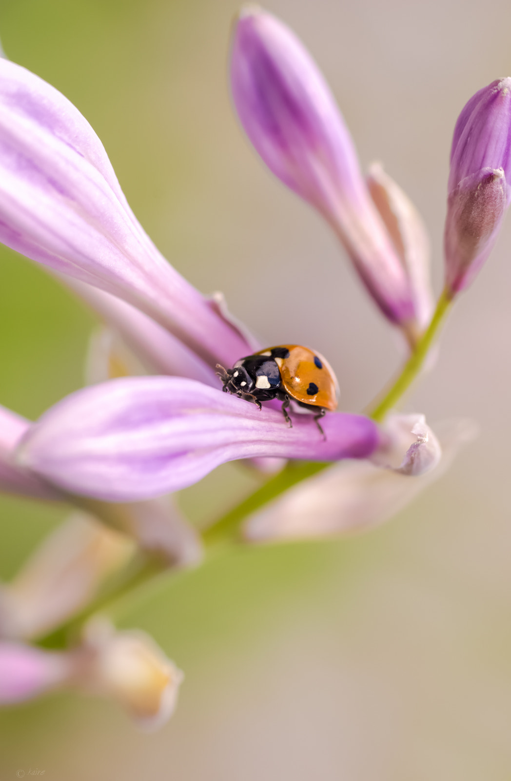 Tamron AF 55-200mm F4-5.6 Di II LD Macro sample photo. Adventurer photography