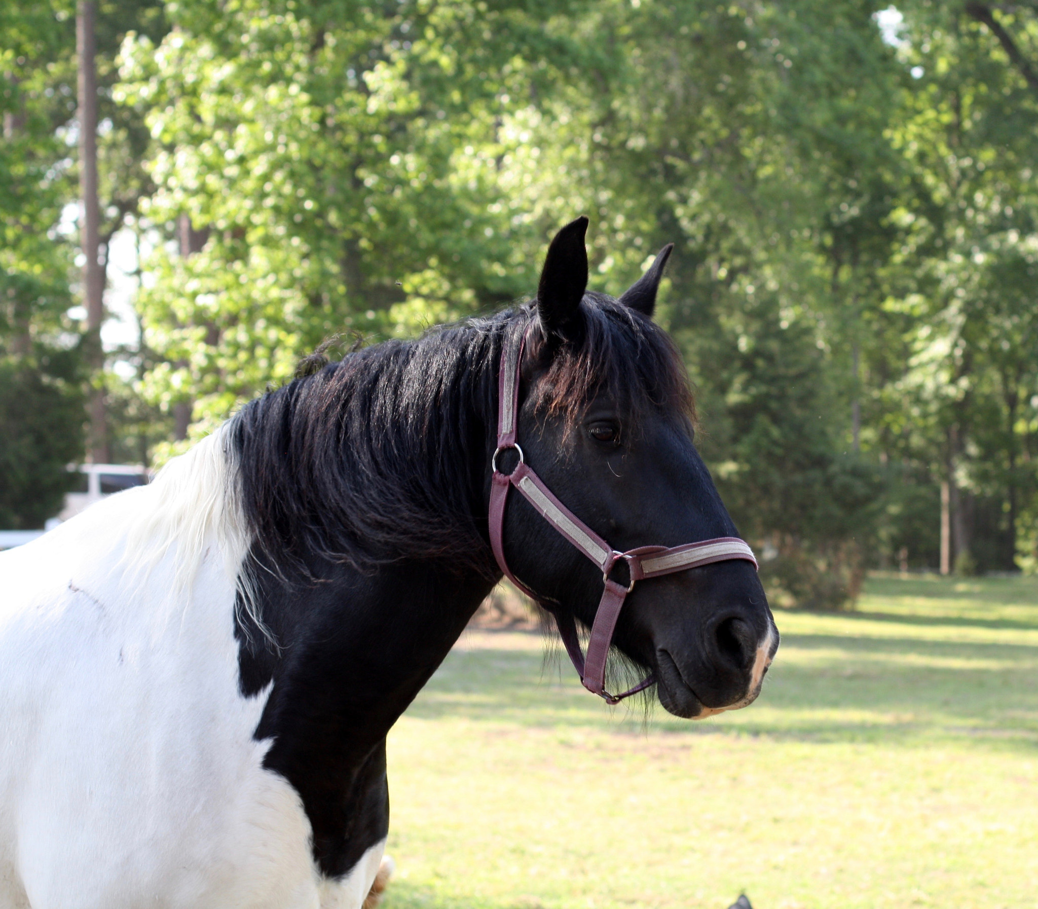 Canon EOS 450D (EOS Rebel XSi / EOS Kiss X2) sample photo. A very confused horse photography