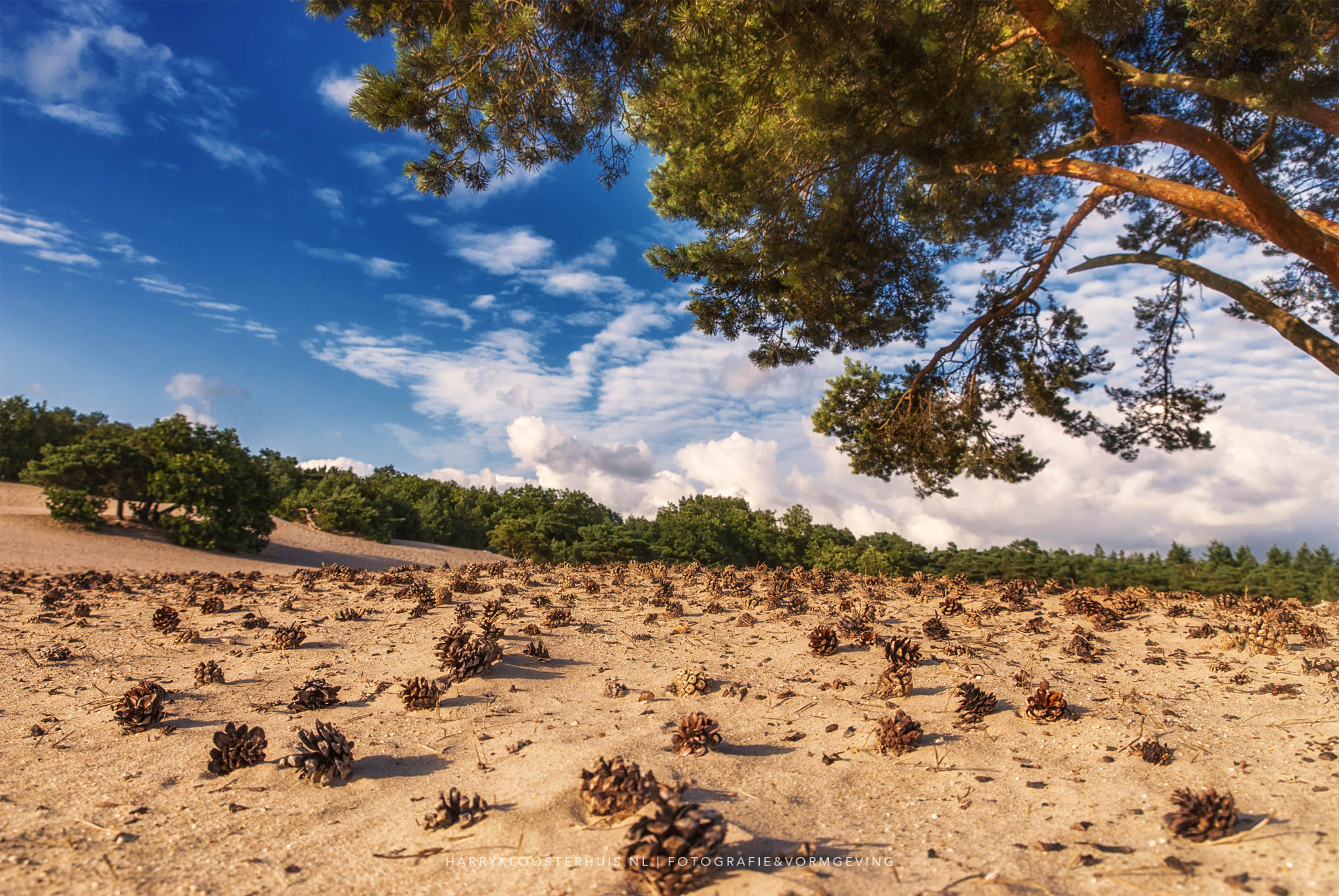Nikon D80 sample photo. Soestduinen photography