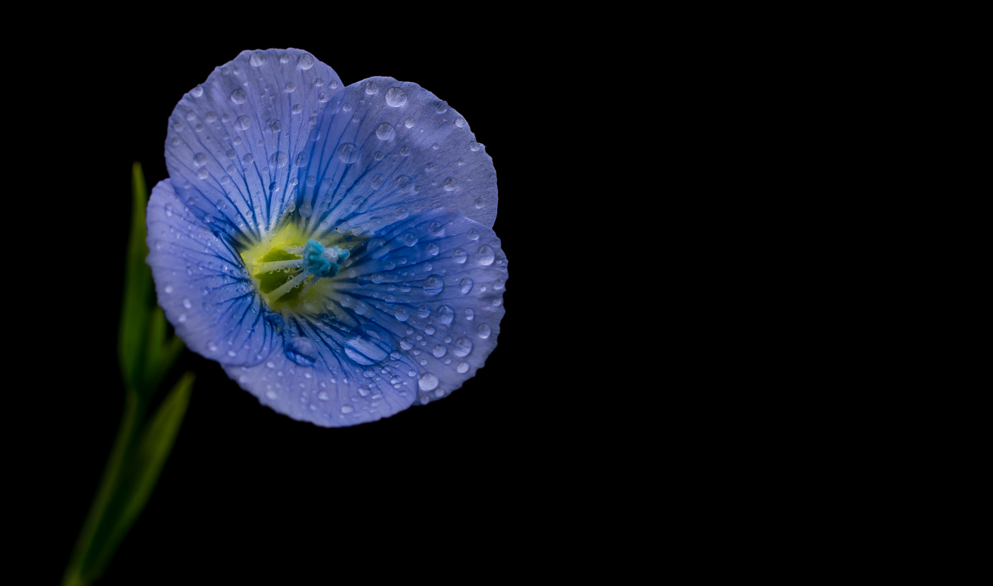 Sony SLT-A77 + Sony 100mm F2.8 Macro sample photo. Beauty in blue. photography