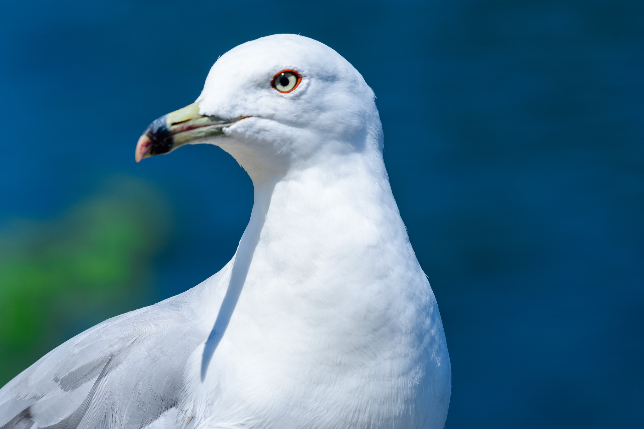 Nikon D500 + Nikon AF-S Nikkor 300mm F4D ED-IF sample photo. Summer seagull photography