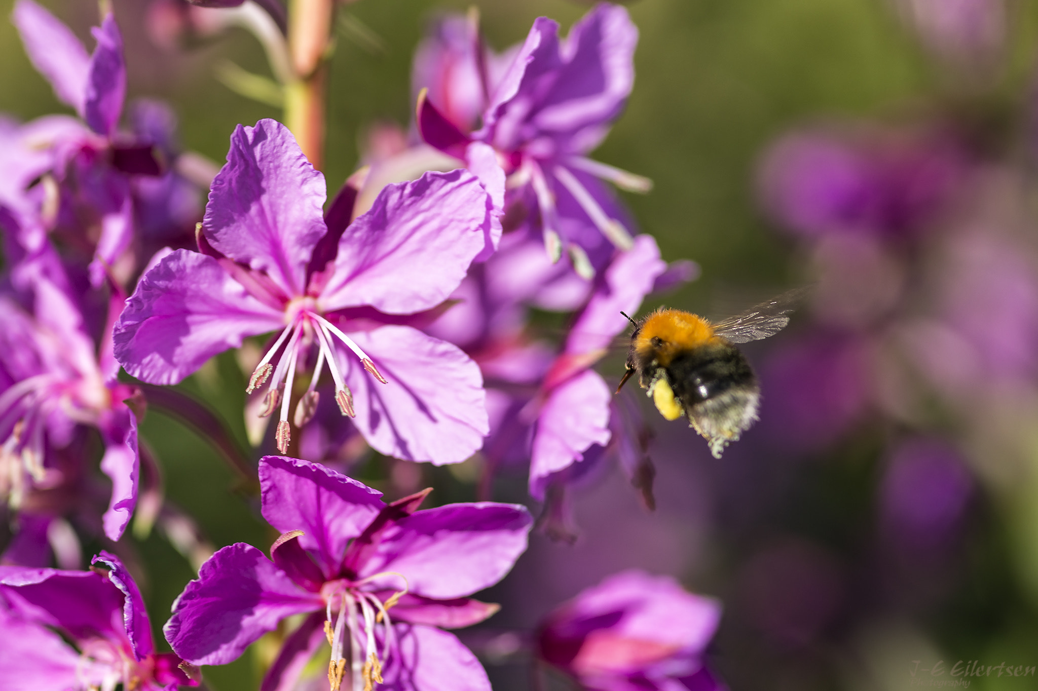 Canon EOS 6D + Sigma 105mm F2.8 EX DG Macro sample photo. Coming in for landing! photography