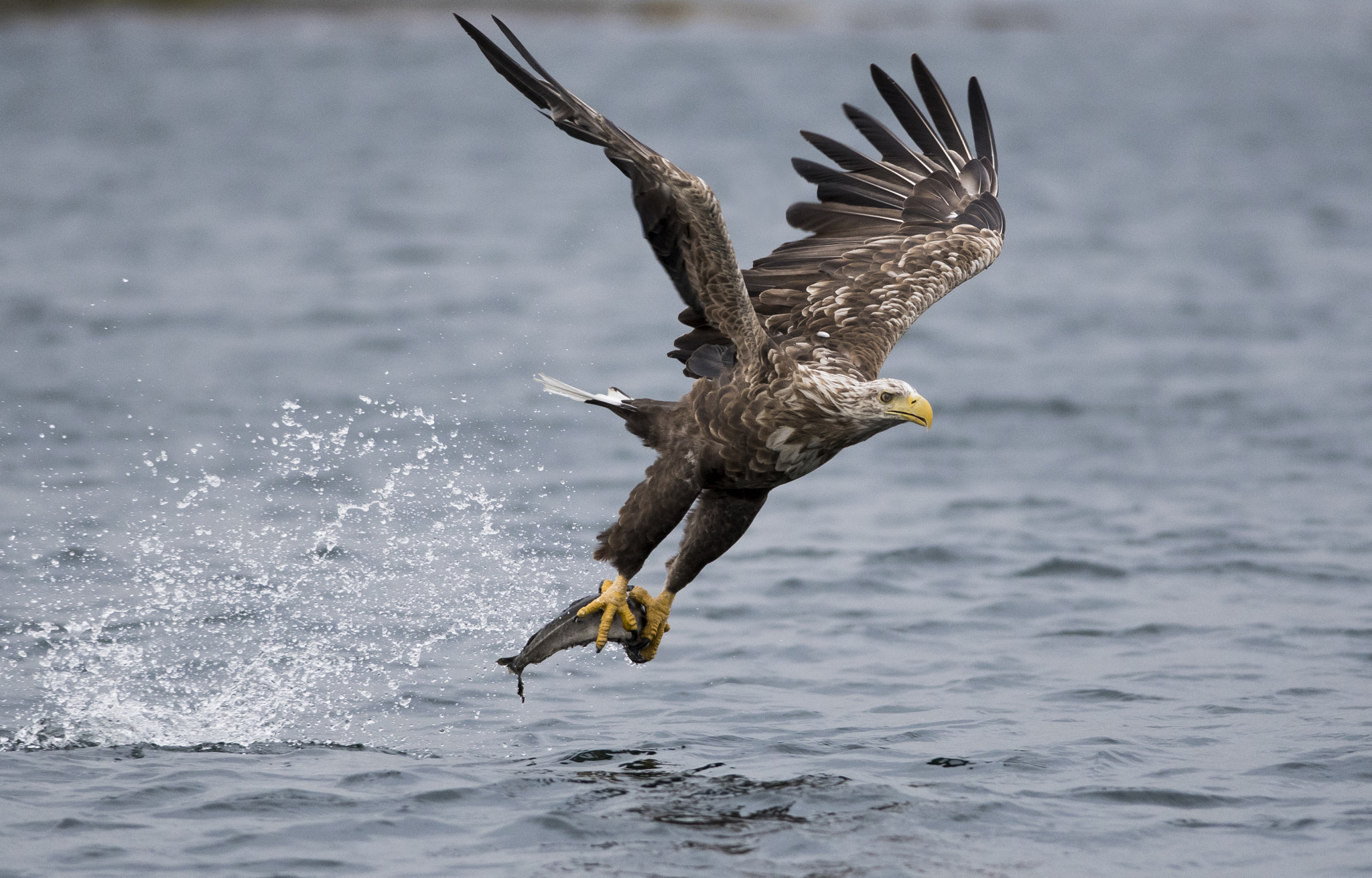 Nikon D500 + Nikon AF-S Nikkor 300mm F4D ED-IF sample photo. Catching fish photography