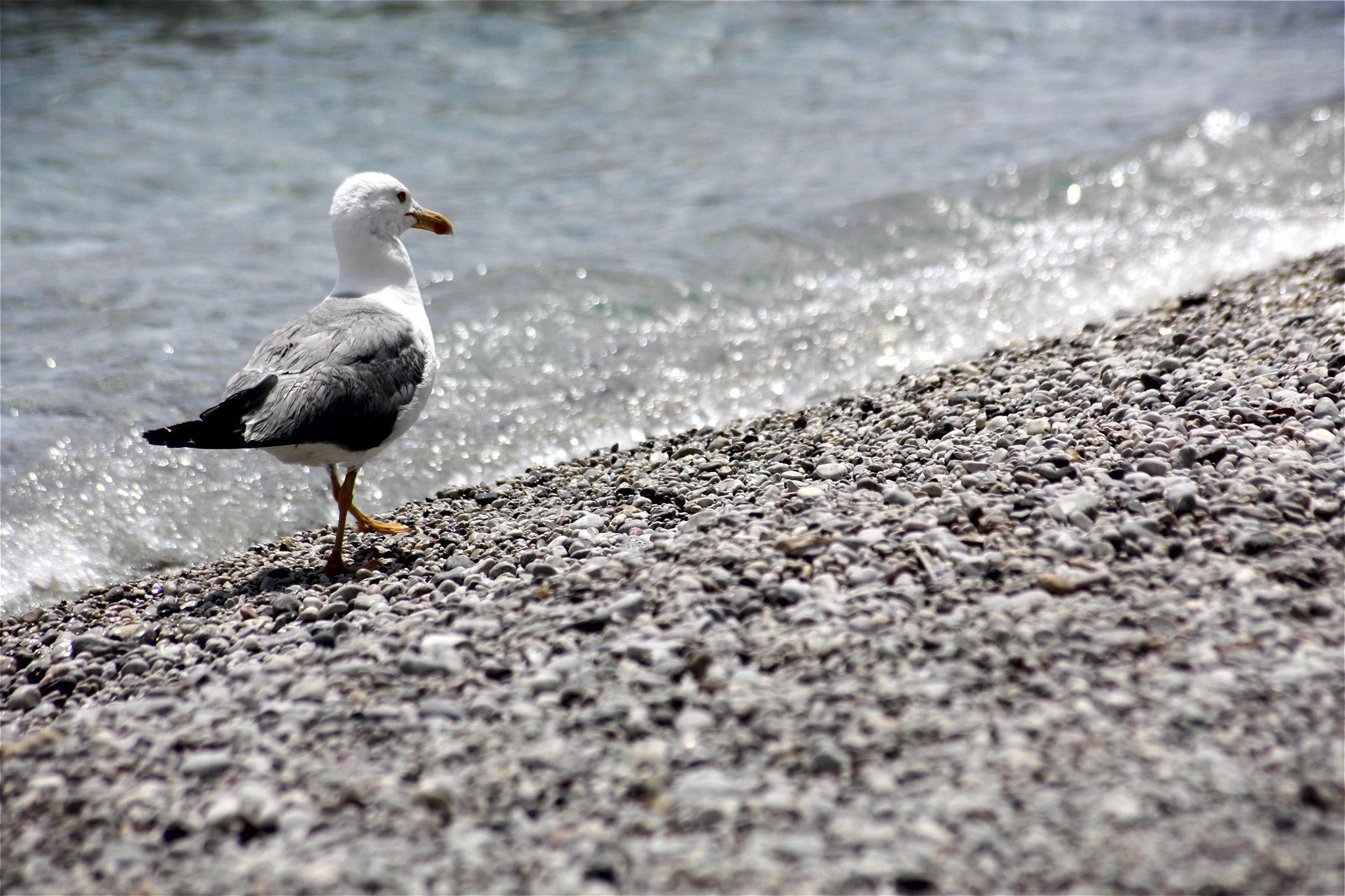 Sigma 70-300mm F4-5.6 APO DG Macro sample photo. Walking seagull photography