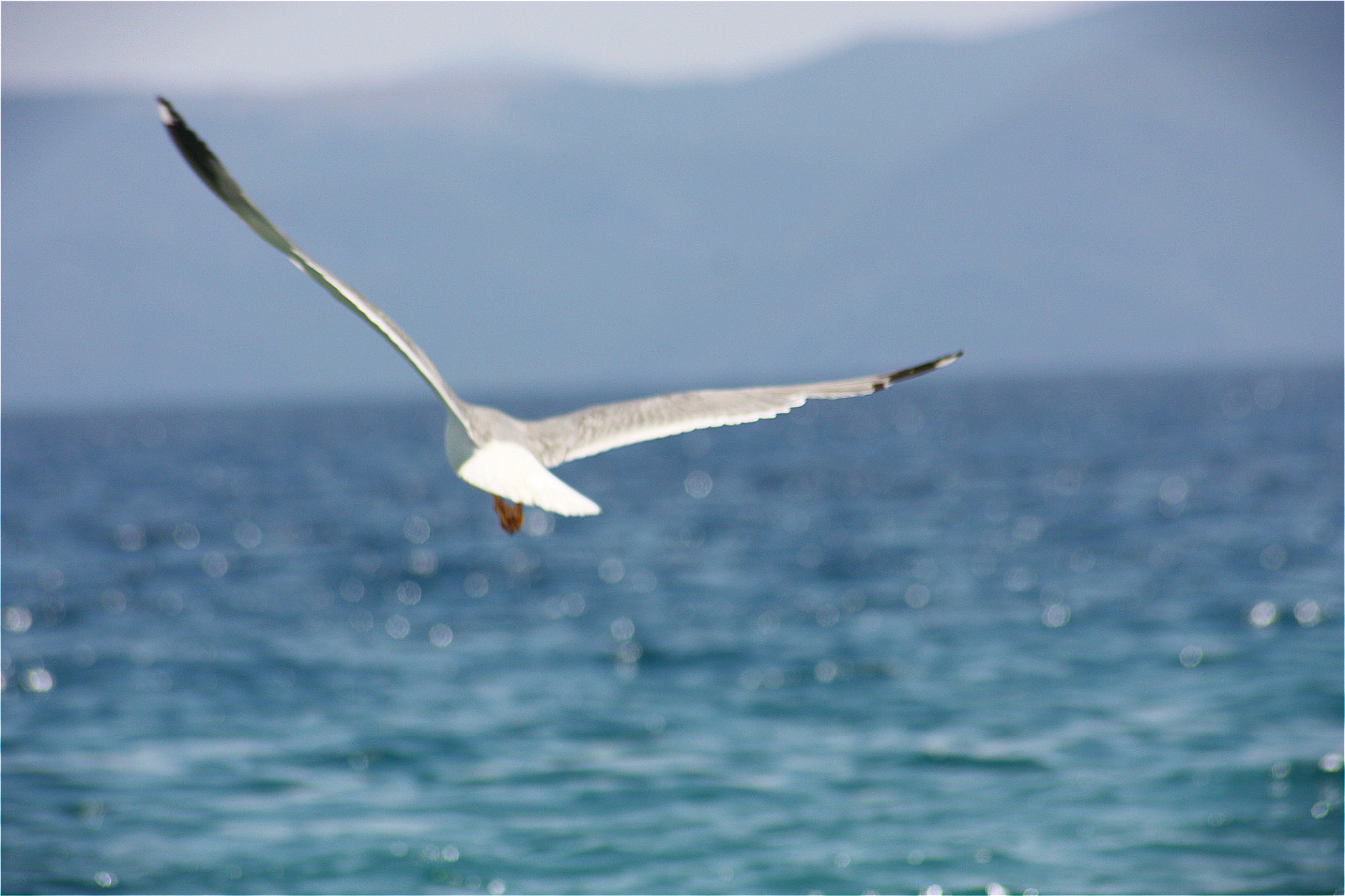 Sigma 70-300mm F4-5.6 APO DG Macro sample photo. Flying seagull photography