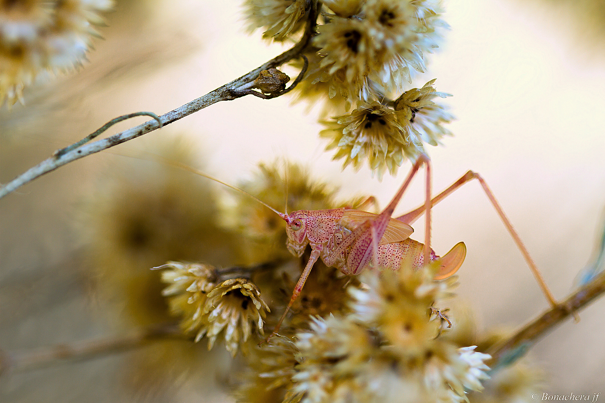 Sigma 150mm f/2.8 EX DG OS HSM APO Macro sample photo. Larve de sauterelle phaneroptera nana photography