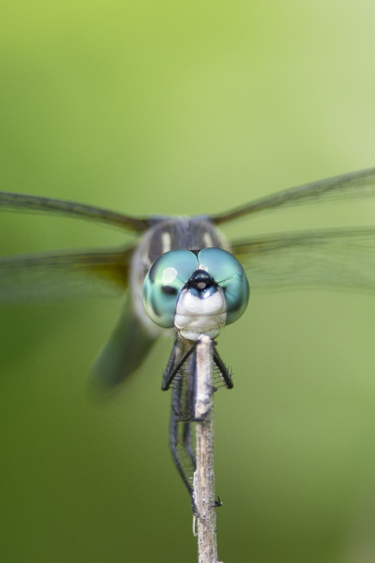 Nikon D3100 + Nikon AF-S Nikkor 300mm F4D ED-IF sample photo. Dragonfly climbing a twig photography