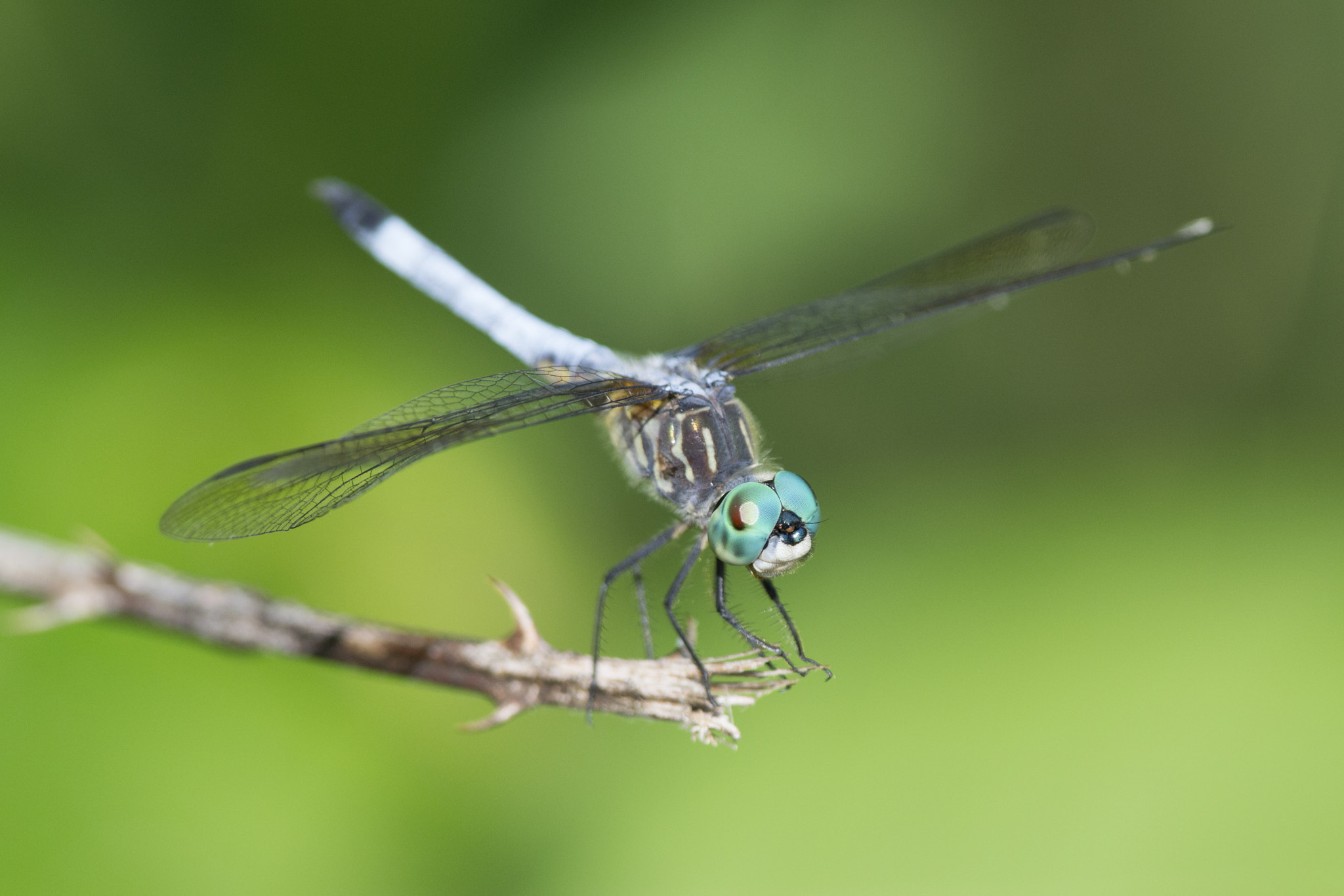 Nikon D3100 + Nikon AF-S Nikkor 300mm F4D ED-IF sample photo. Dragonfly on a twig photography