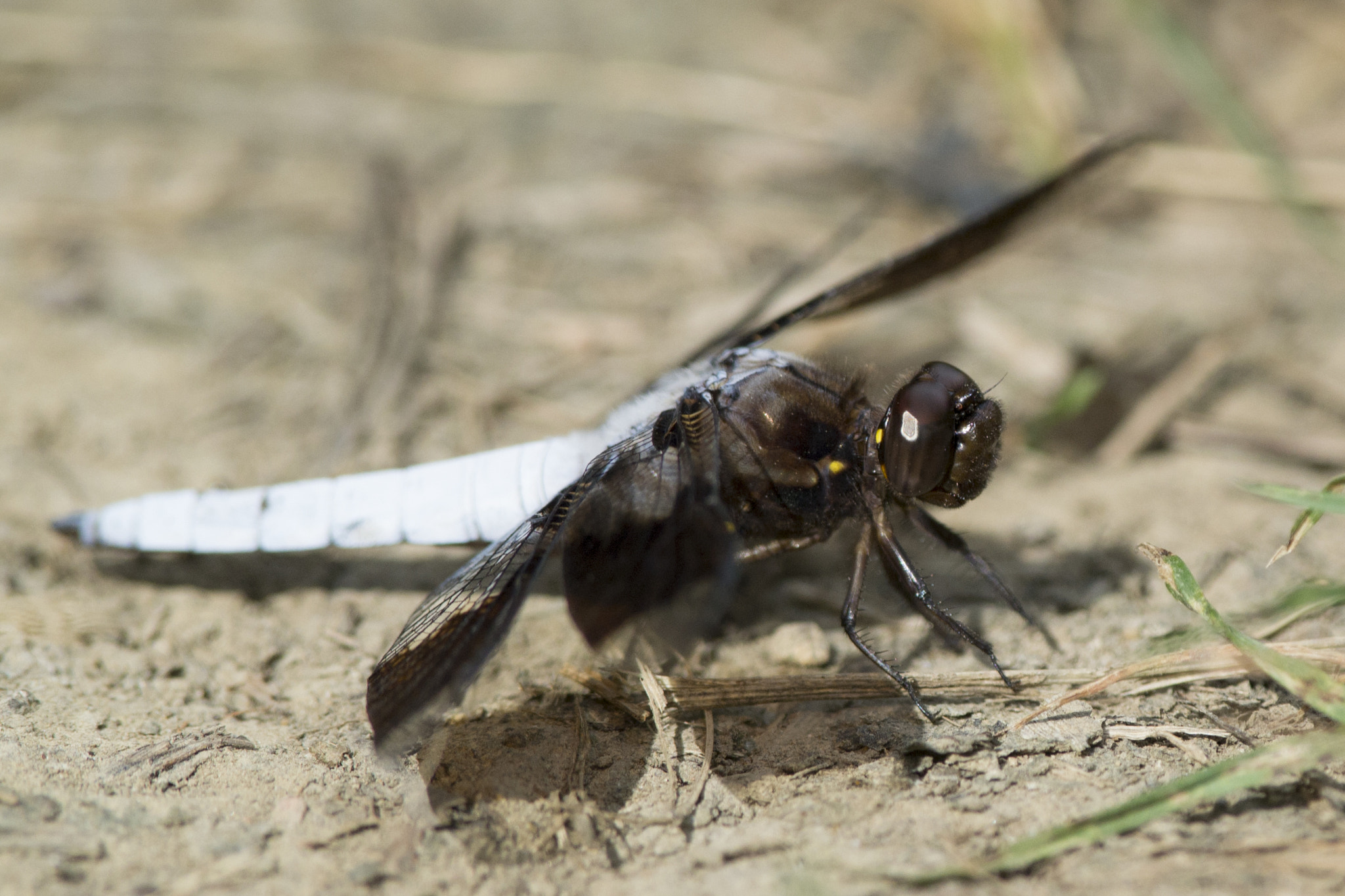 Nikon D3100 + Nikon AF-S Nikkor 300mm F4D ED-IF sample photo. Dragonfly on the ground photography