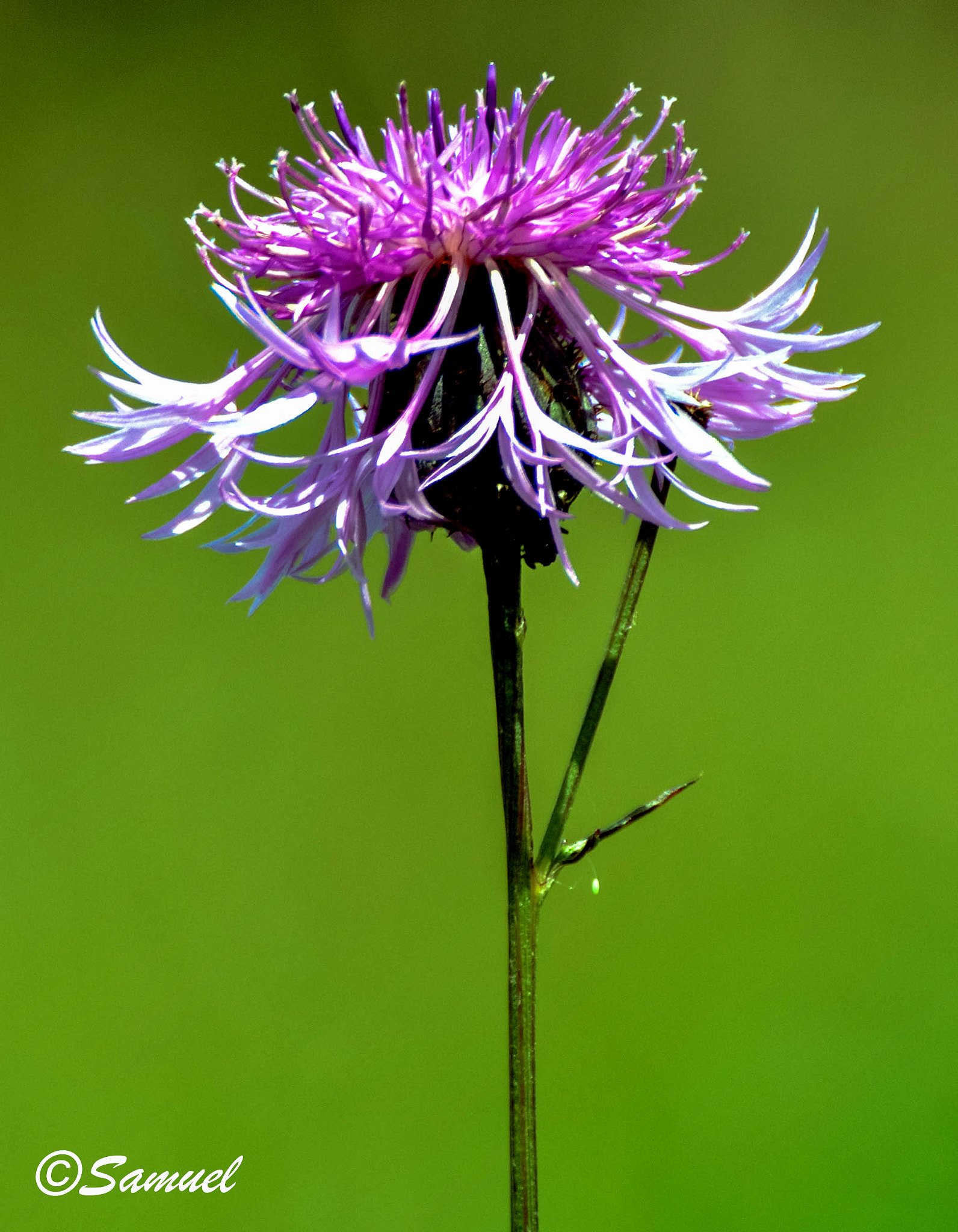 Nikon D5000 sample photo. Fiordaliso nerastro (centaurea nigrescens () photography