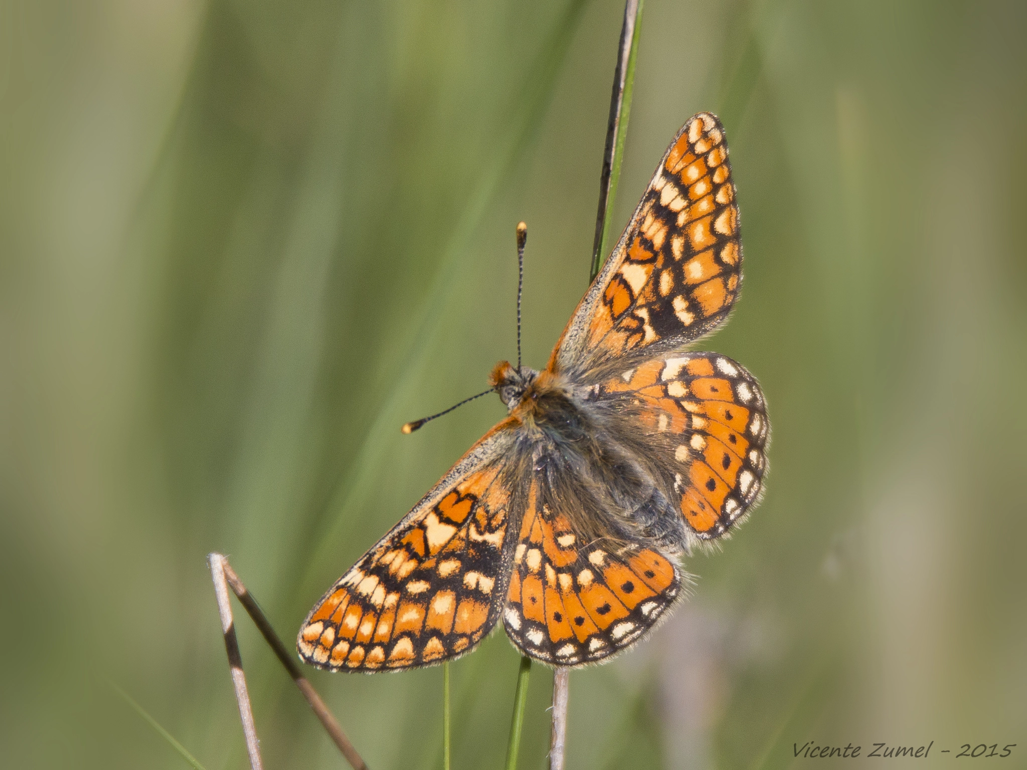 Tamron SP 150-600mm F5-6.3 Di VC USD sample photo. Marsh fritillary photography