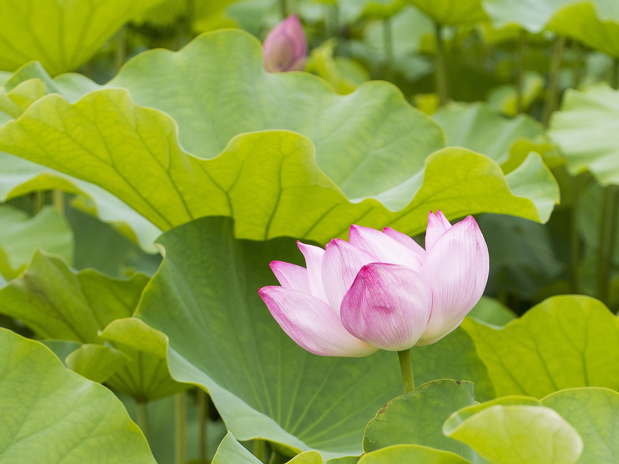 Olympus PEN E-PL5 sample photo. Lotus flower photography