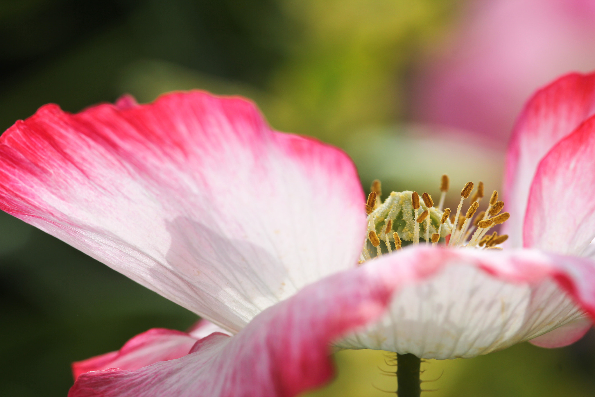 Sigma 105mm F2.8 EX DG Macro sample photo. Happy - joyeuse photography