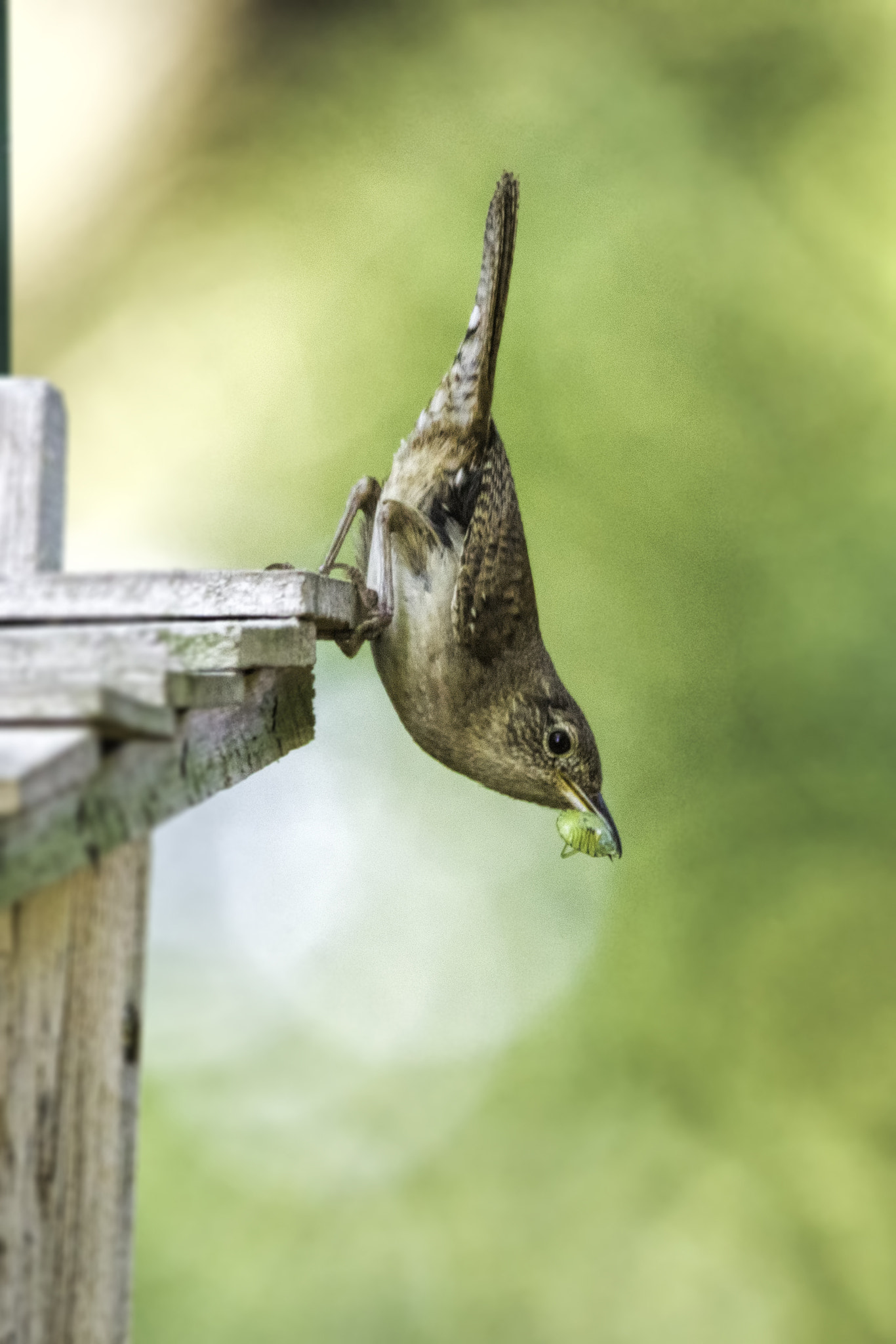Sigma 150-500mm F5-6.3 DG OS HSM sample photo. It's what's for breakfast photography