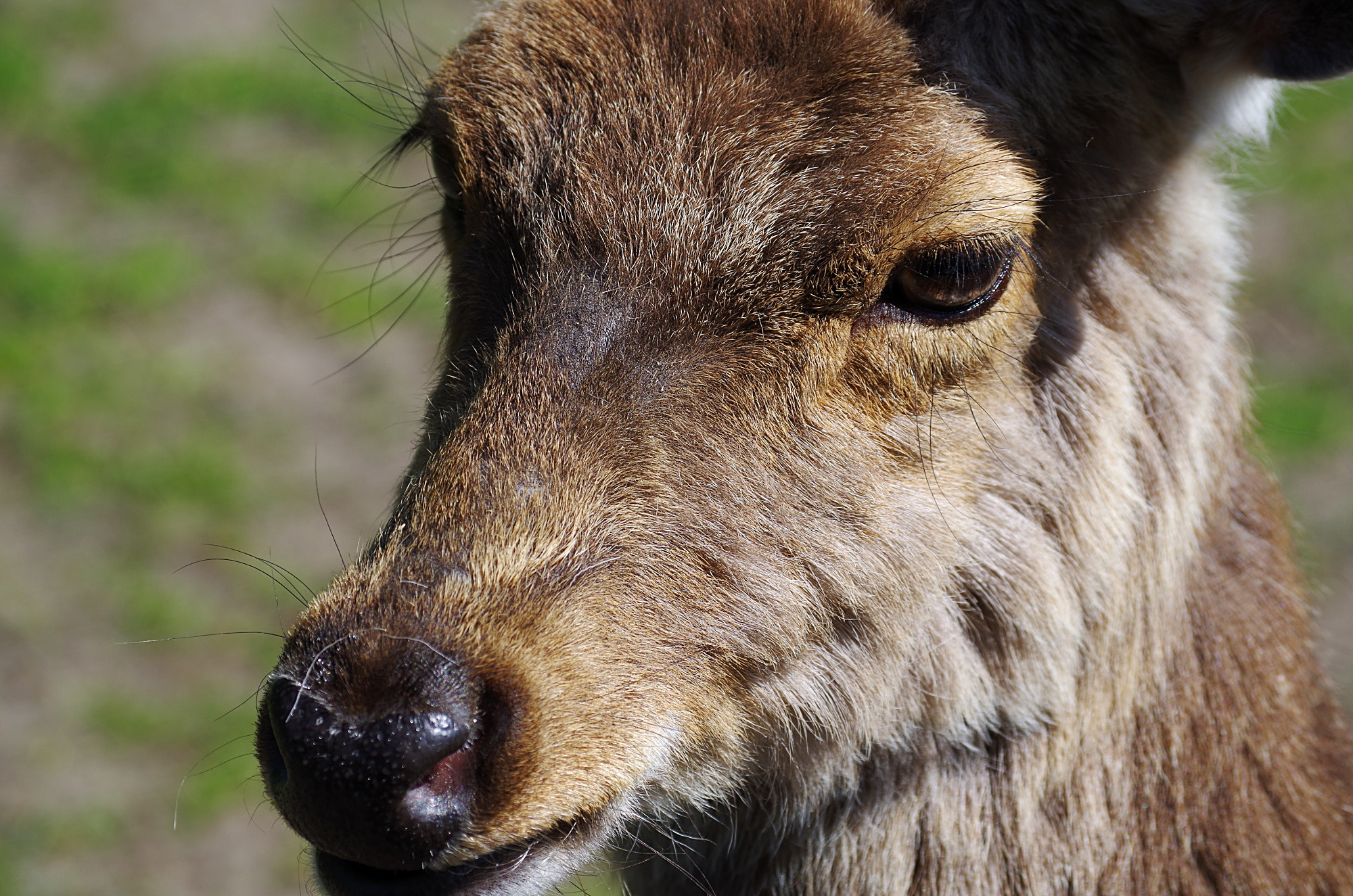 Pentax K-500 + smc PENTAX-DA L 50-200mm F4-5.6 ED sample photo. Red deer photography