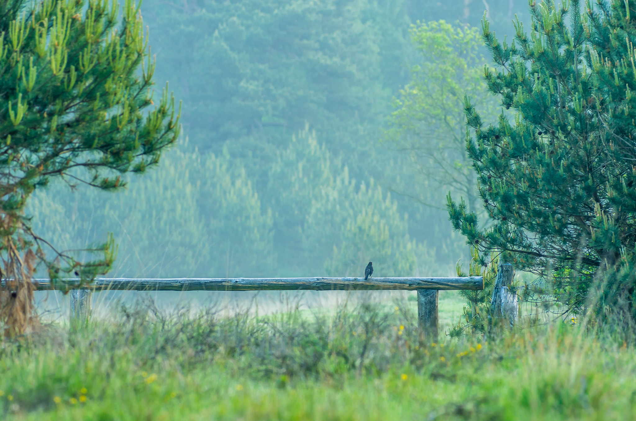 Pentax smc DA* 60-250mm F4.0 ED (IF) SDM sample photo. Veluwe merel photography