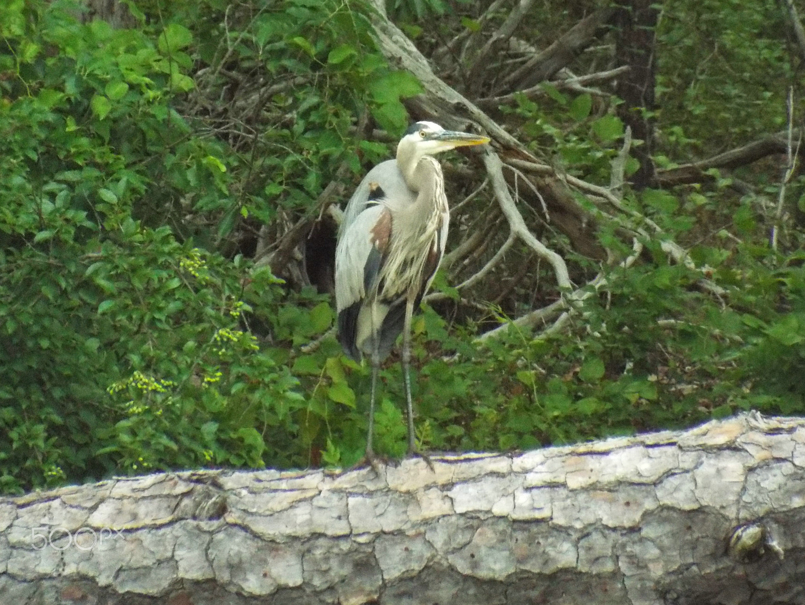 Fujifilm FinePix S8300 sample photo. Sandy point great blue heron photography