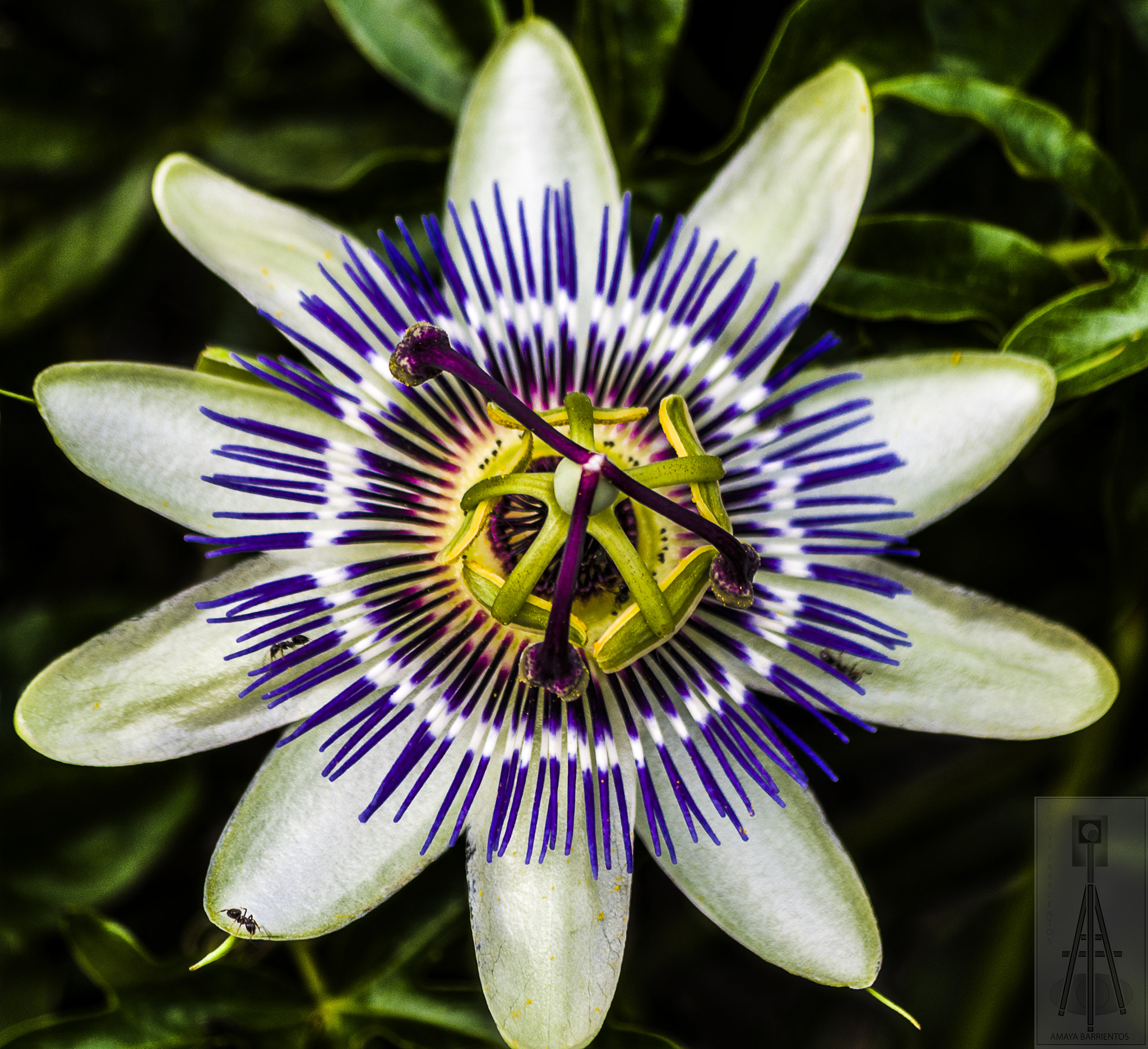 Pentax smc DA 50-200mm F4-5.6 ED sample photo. Pasiflora photography