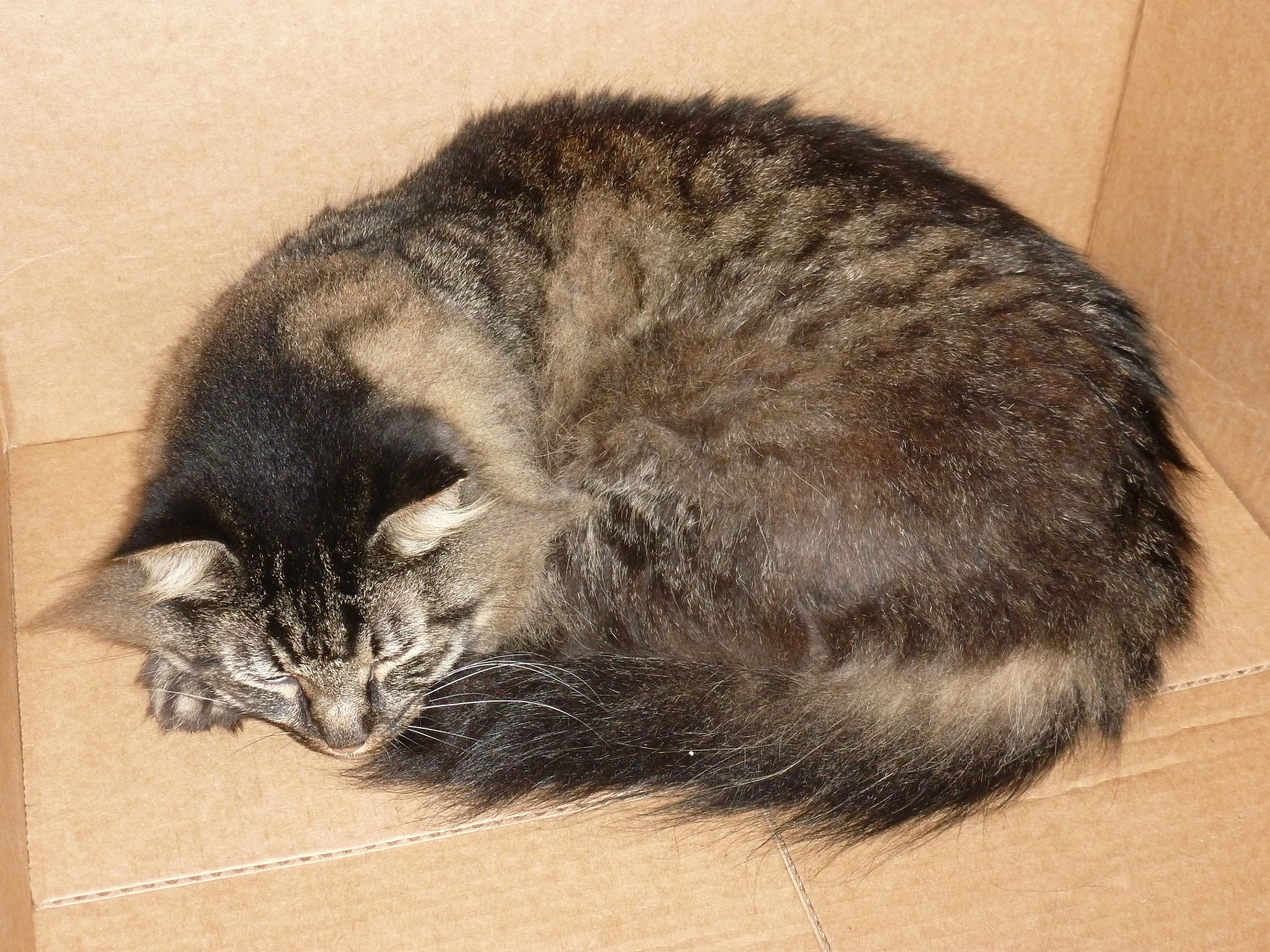 Panasonic Lumix DMC-ZS8 (Lumix DMC-TZ18) sample photo. My cat sleeping in a box photography