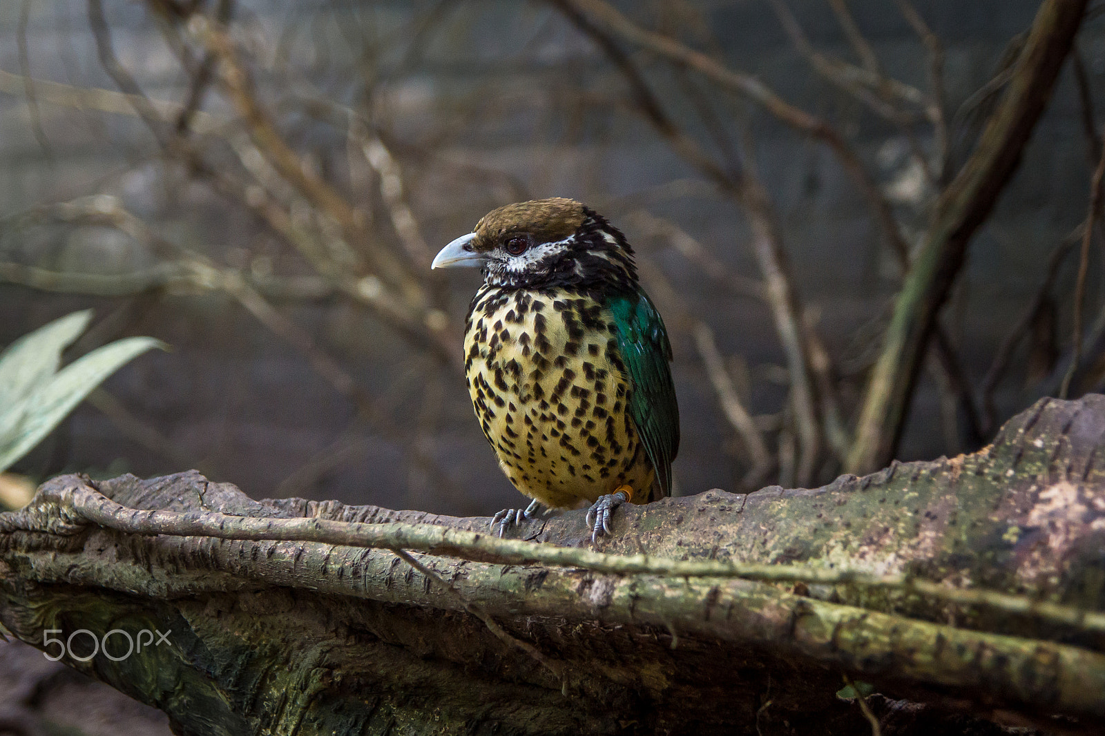 Sony SLT-A65 (SLT-A65V) + Tamron SP 24-70mm F2.8 Di VC USD sample photo. Unknown bird photography