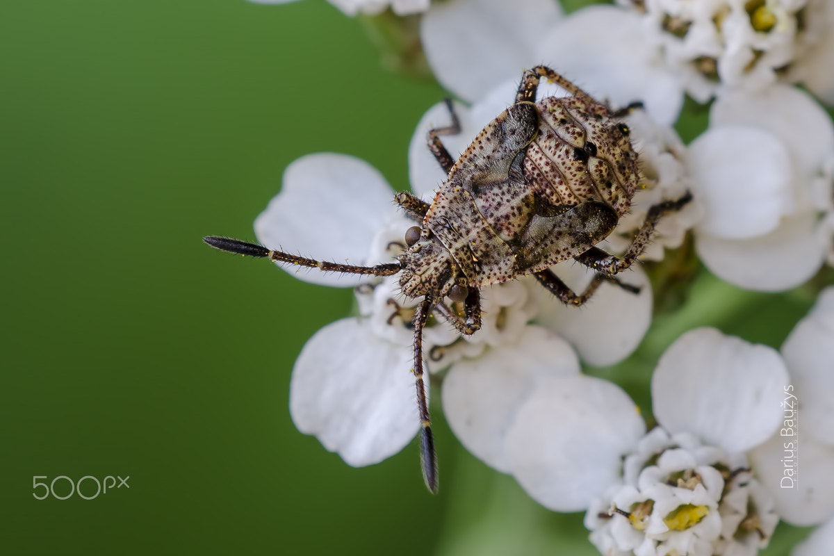 Sigma 150mm F2.8 EX DG OS Macro HSM sample photo. Bugs child photography