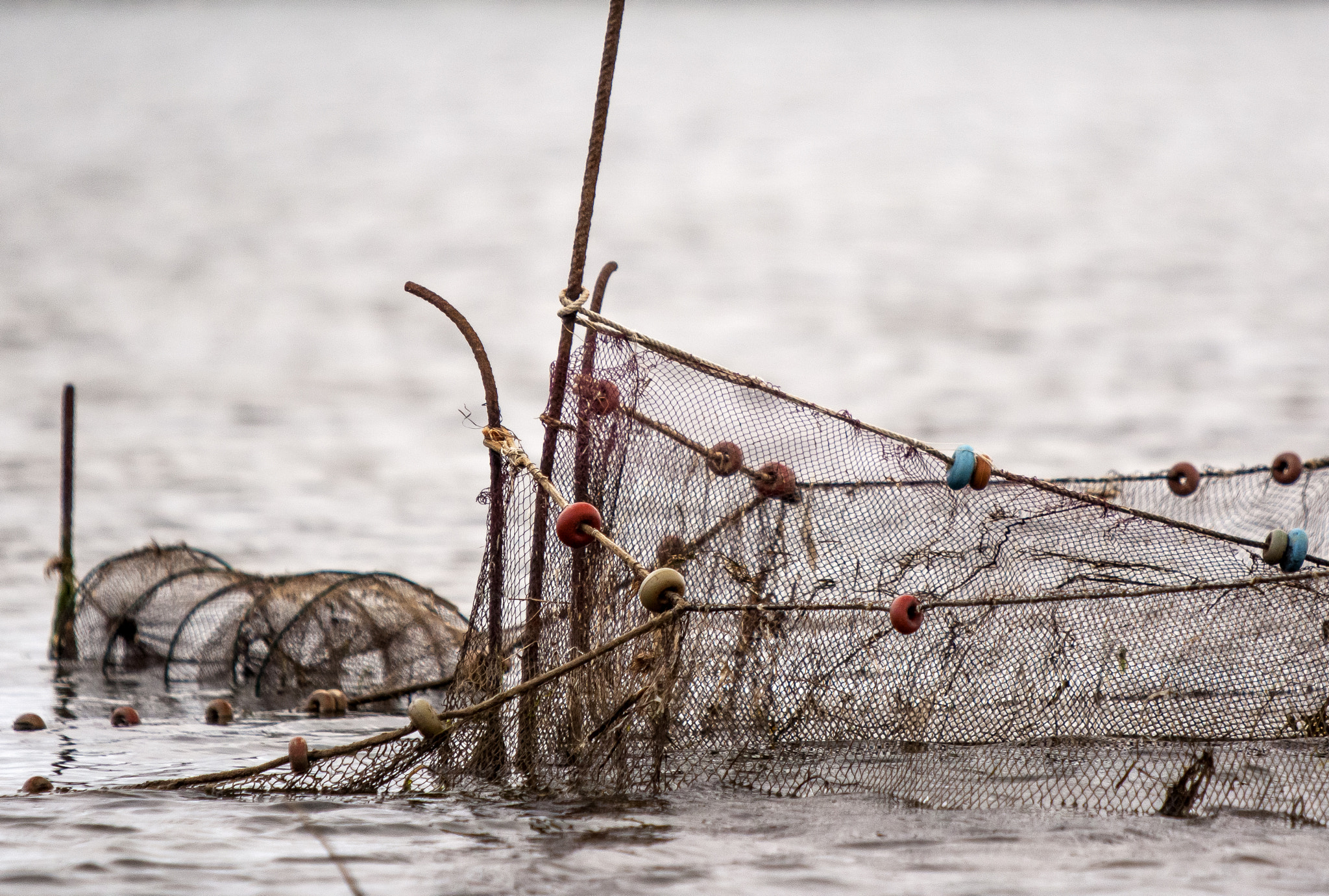 Canon EF 70-200mm F2.8L IS USM sample photo. Delta del ebre. tarragona photography