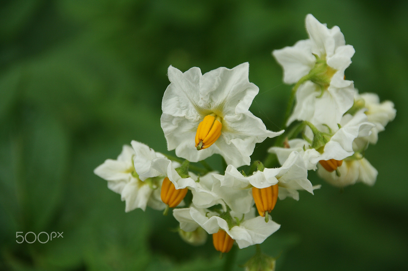 Canon EOS 1000D (EOS Digital Rebel XS / EOS Kiss F) sample photo. Potato flower photography