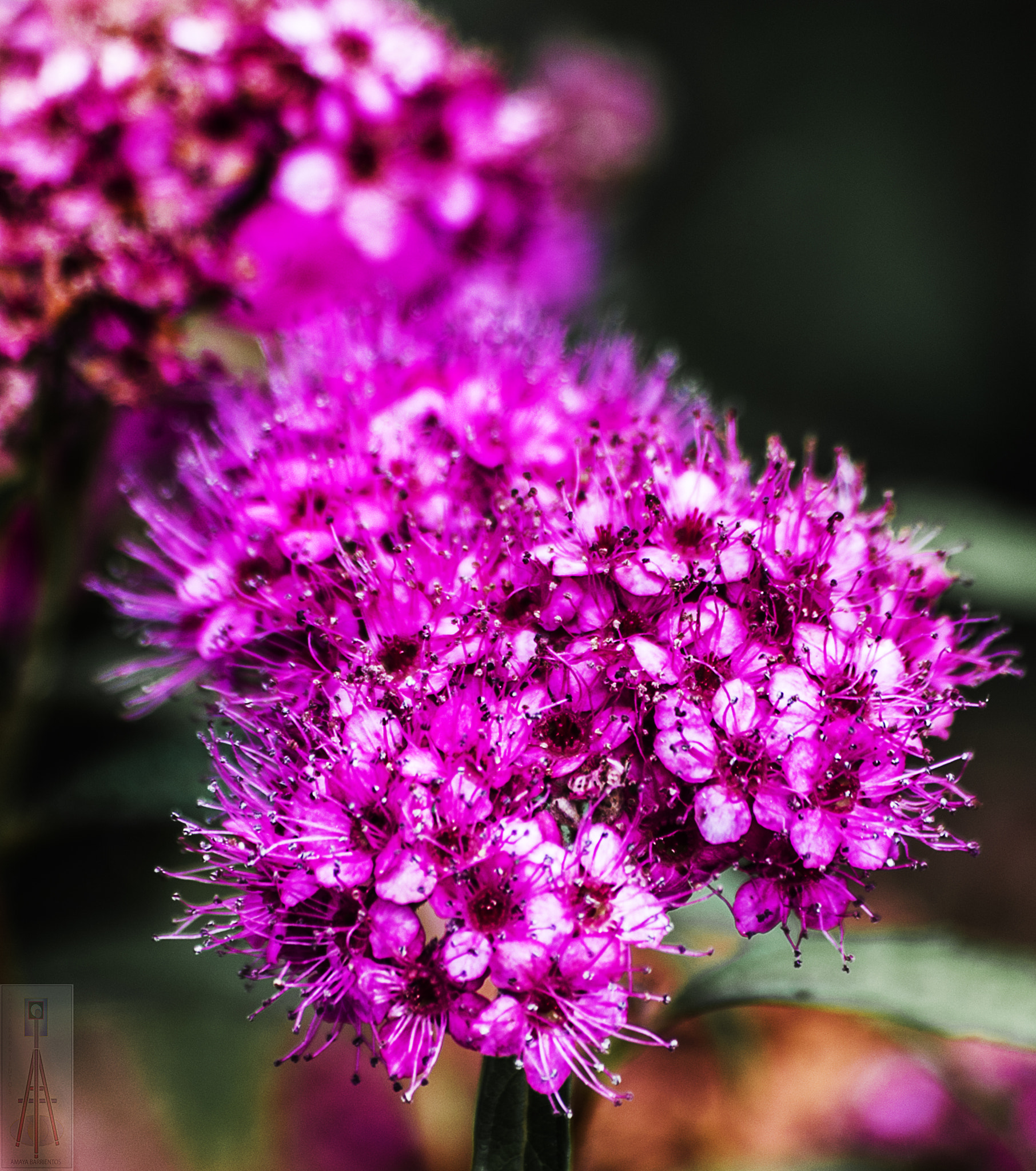 Pentax smc DA 50-200mm F4-5.6 ED sample photo. Flor rosa photography
