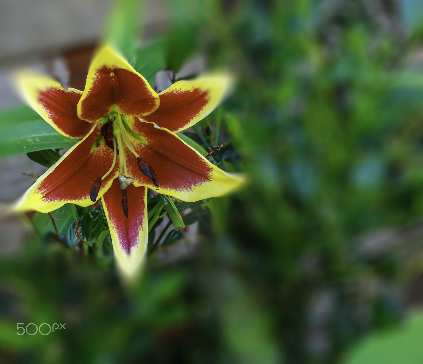 Canon EF 100mm F2.8 Macro USM sample photo. Fire lilly 1 photography