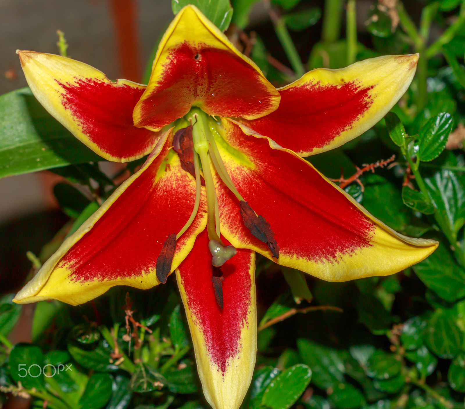 Canon EF 100mm F2.8 Macro USM sample photo. Fire lilly 2 photography