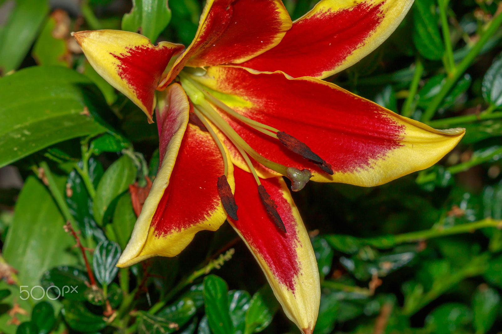 Canon EF 100mm F2.8 Macro USM sample photo. Fire lilly 3 photography