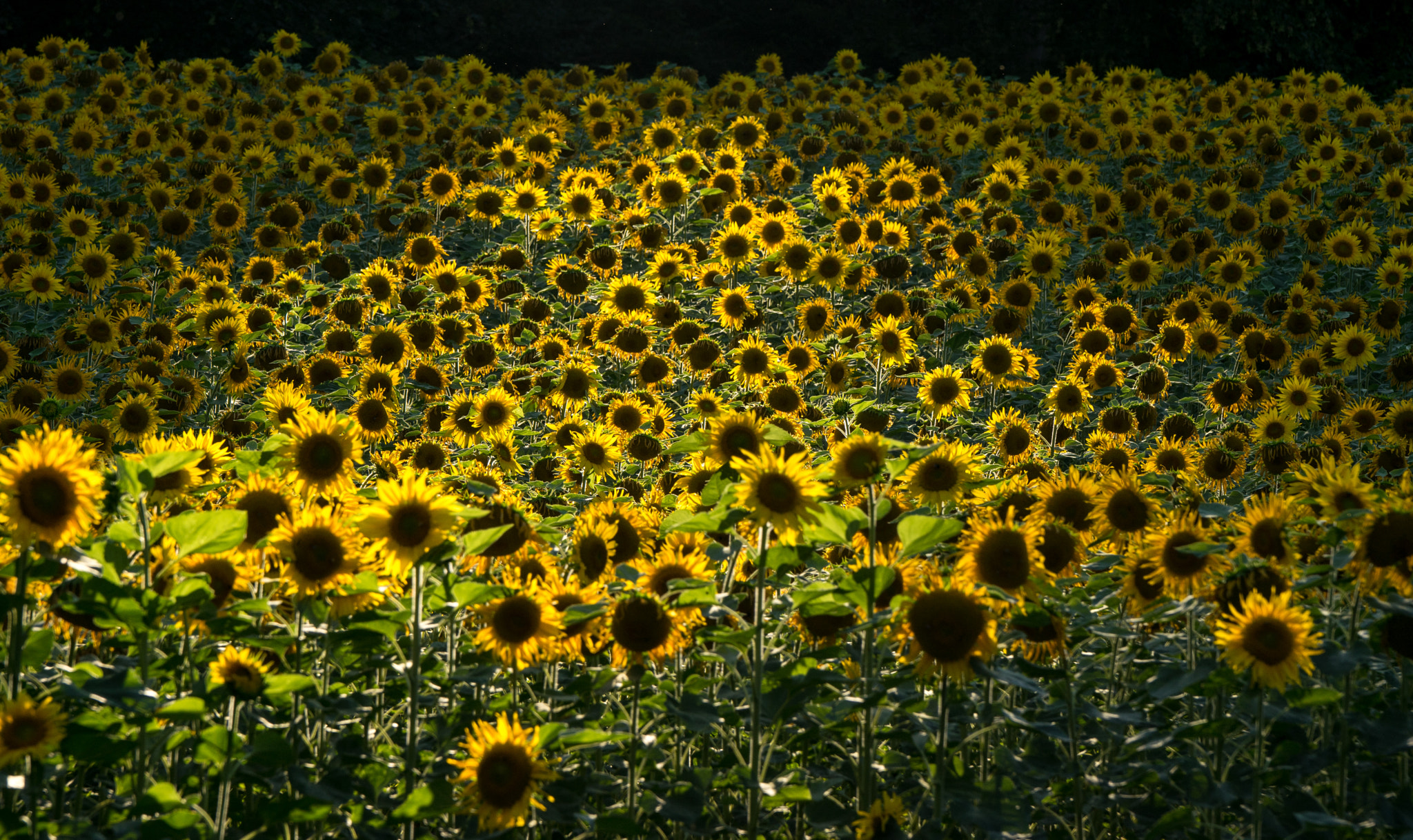 Sony 70-400mm F4-5.6 G SSM II sample photo. Sunny photography
