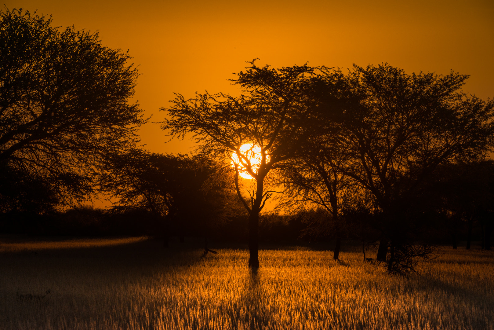 Nikon D800 + Sigma 50-500mm F4.5-6.3 DG OS HSM sample photo. Sundowner photography