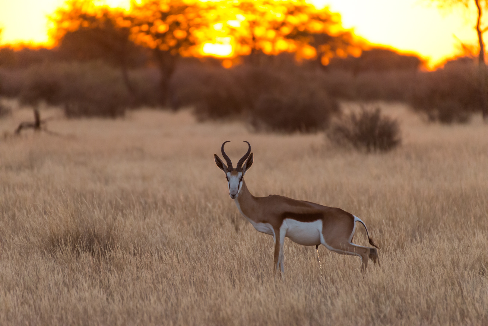 Sigma 50-500mm F4.5-6.3 DG OS HSM sample photo. Bock photography