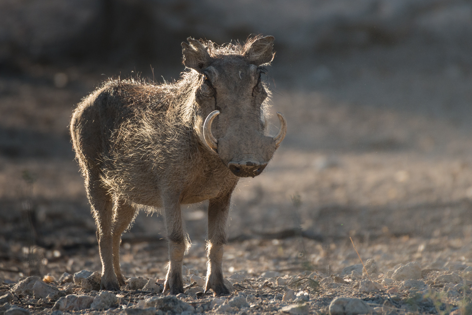 Nikon D800 + Sigma 50-500mm F4.5-6.3 DG OS HSM sample photo. Warzenschwein photography