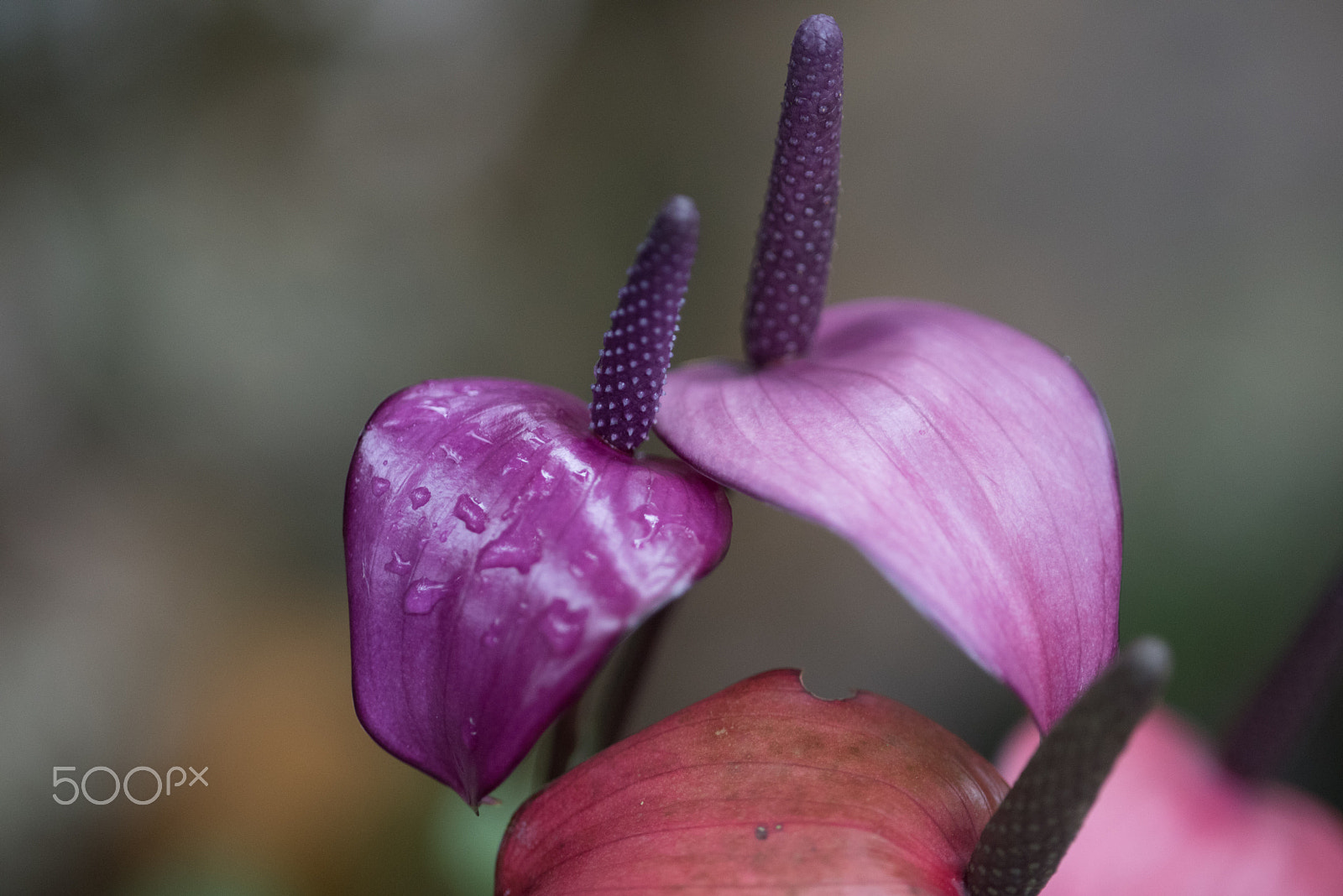 Nikon D750 + AF Micro-Nikkor 105mm f/2.8 sample photo. Fjd_1545.jpg photography