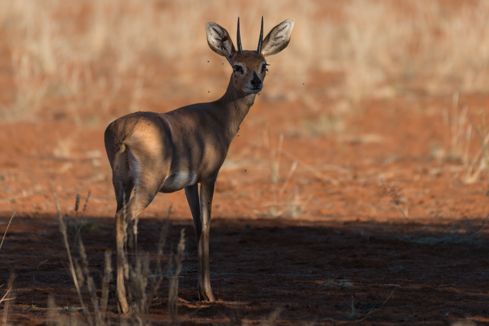 Nikon D800 + Sigma 50-500mm F4.5-6.3 DG OS HSM sample photo. Steinboeckchien photography