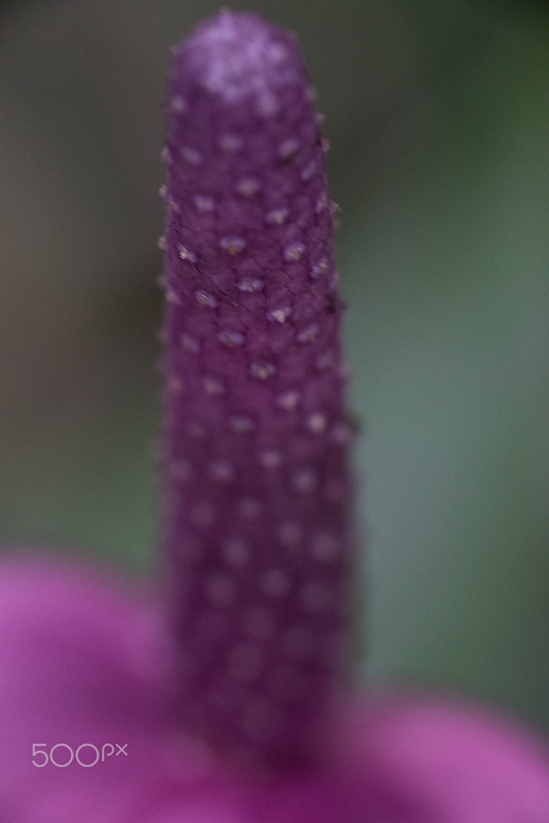 AF Micro-Nikkor 105mm f/2.8 sample photo. Fjd_1504.jpg photography