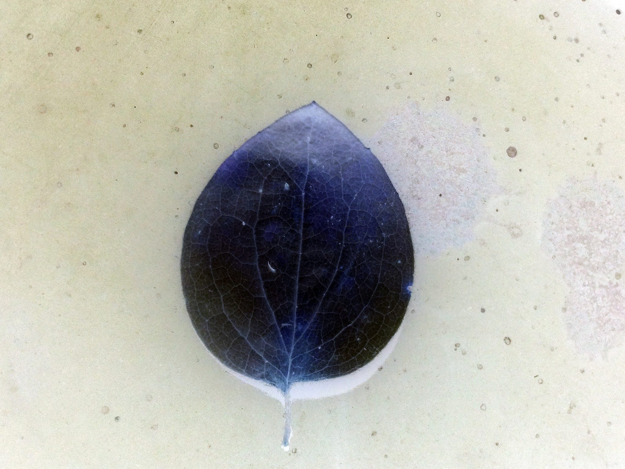 Samsung Galaxy S sample photo. Leaf photography