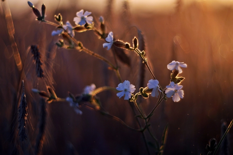 Canon EF 35-80mm f/4-5.6 sample photo
