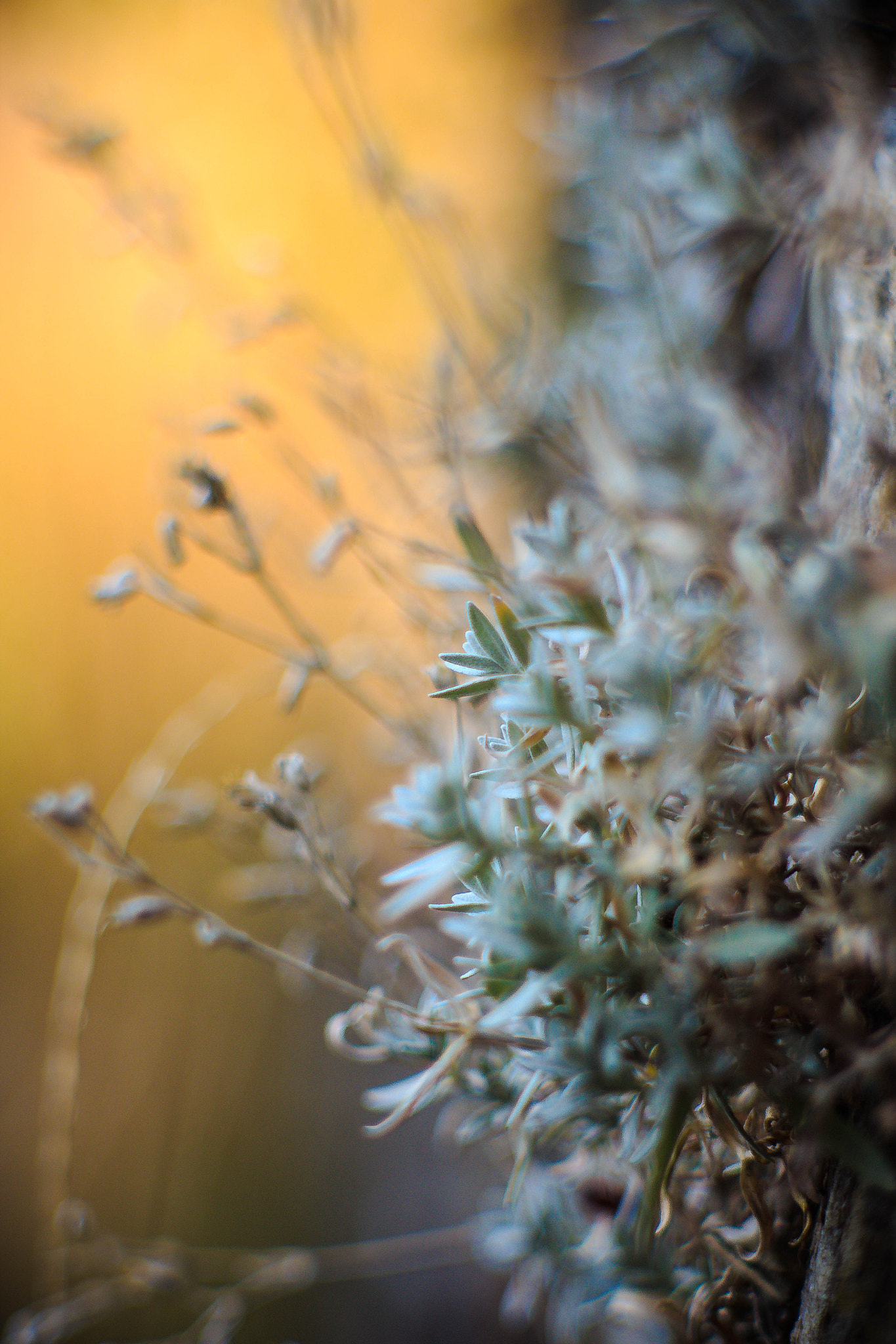 Canon EF 35-80mm f/4-5.6 sample photo