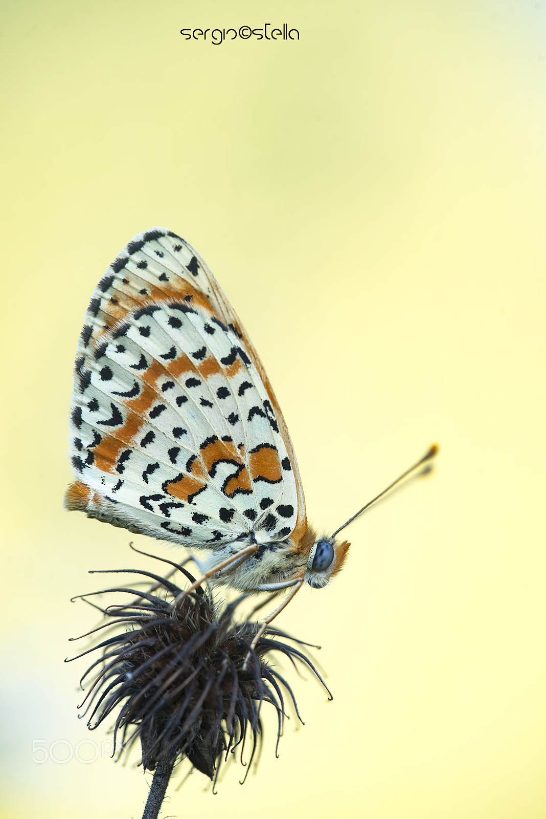Sigma 150mm F2.8 EX DG Macro HSM sample photo. Didyma_forever__________ photography