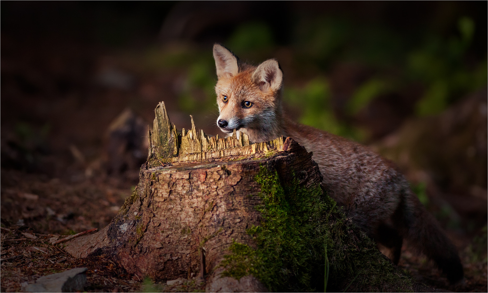 Canon EF 300mm F4L IS USM sample photo. Curious young fox photography