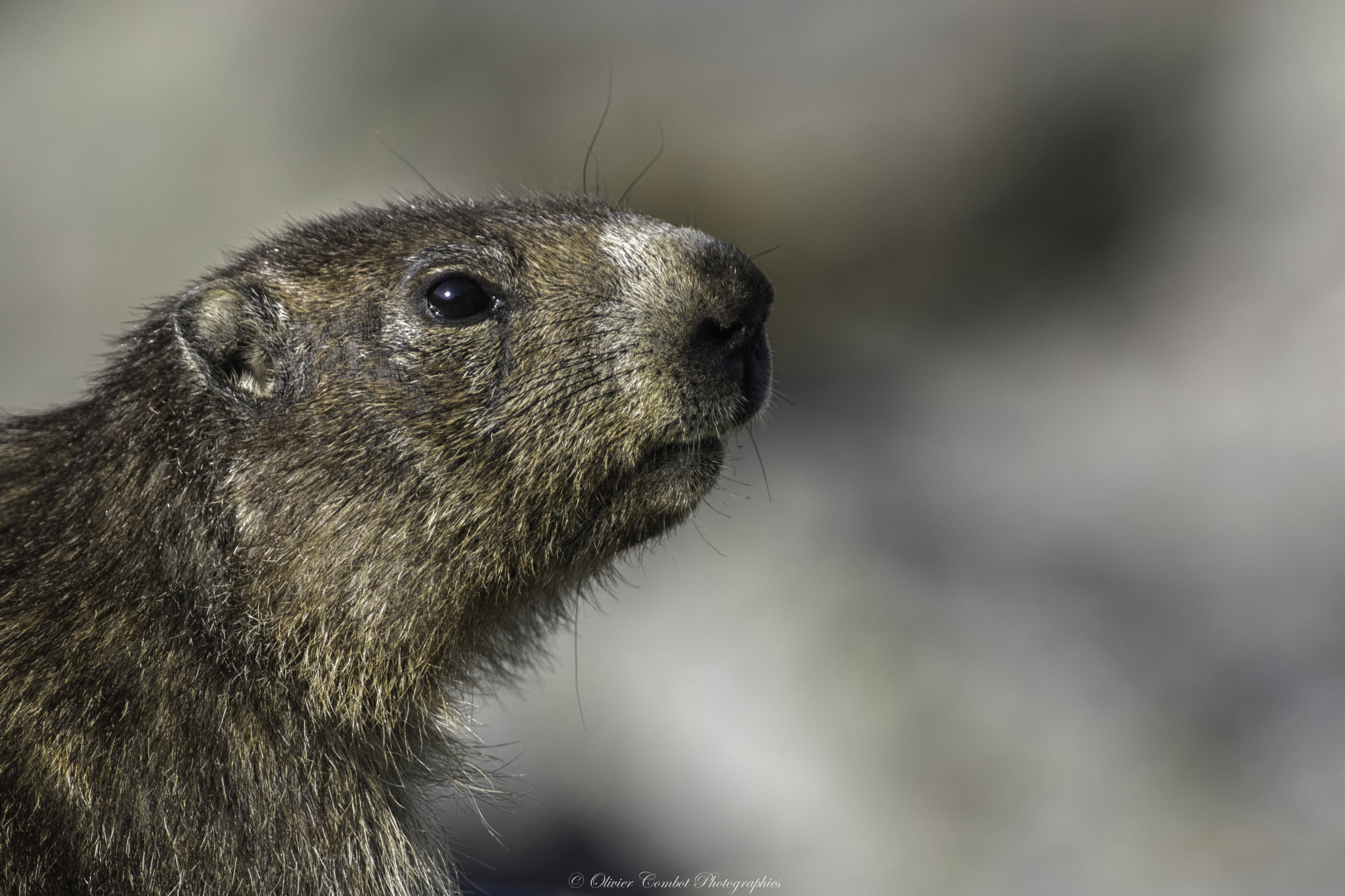 Pentax smc DA* 300mm F4.0 ED (IF) SDM sample photo. Marmotte au petit matin photography