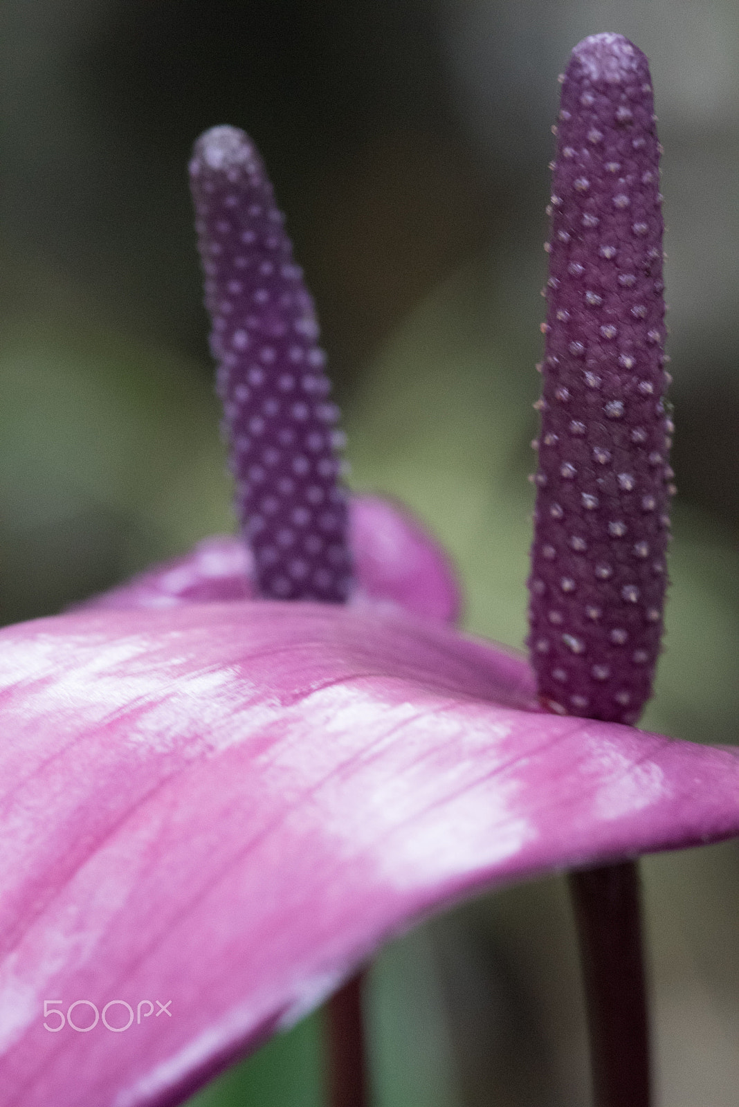 AF Micro-Nikkor 105mm f/2.8 sample photo. Fjd_1506.jpg photography