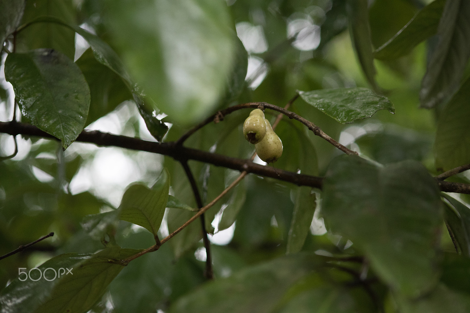 Nikon D750 + AF Micro-Nikkor 105mm f/2.8 sample photo. Fjd_1579.jpg photography