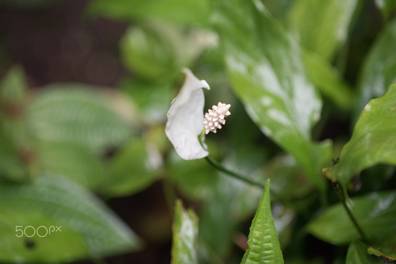 Nikon D750 + AF Micro-Nikkor 105mm f/2.8 sample photo. Fjd_1562.jpg photography