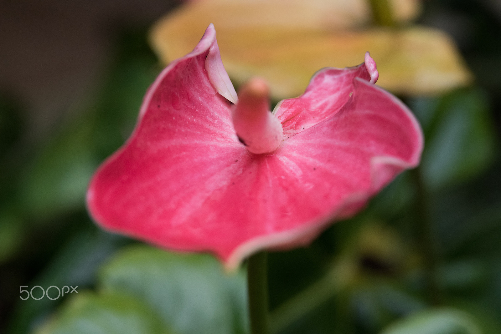 Nikon D750 + AF Micro-Nikkor 105mm f/2.8 sample photo. Fjd_1594.jpg photography